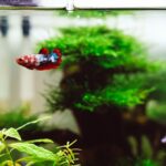 fish swimming