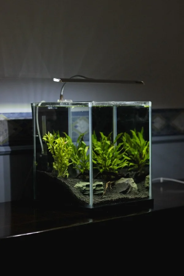 fish tank dark