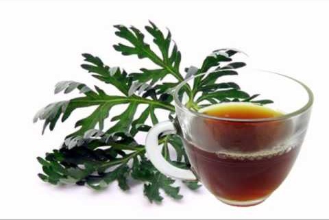 Wormwood tea - medicinal properties and recipe